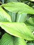 Curcuma longa, Kurkuma, Färbepflanze, Färberpflanze, Pflanzenfarben,  färben, Klostergarten Seligenstadt